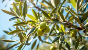 Quando si deve potare l’ulivo? Ecco la risposta