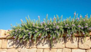 Il rosmarino prostrato: la pianta che abbellisce i muretti a secco