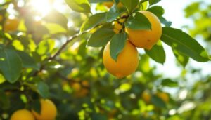 Perché non dovresti mai potare il limone a febbraio: l'errore che riduce la produzione di frutti